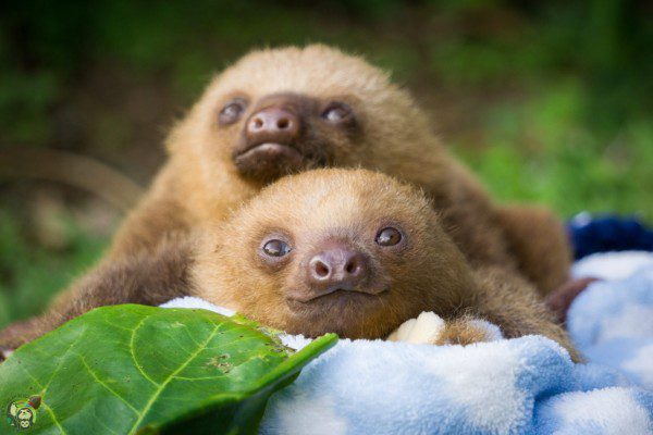 Sloths