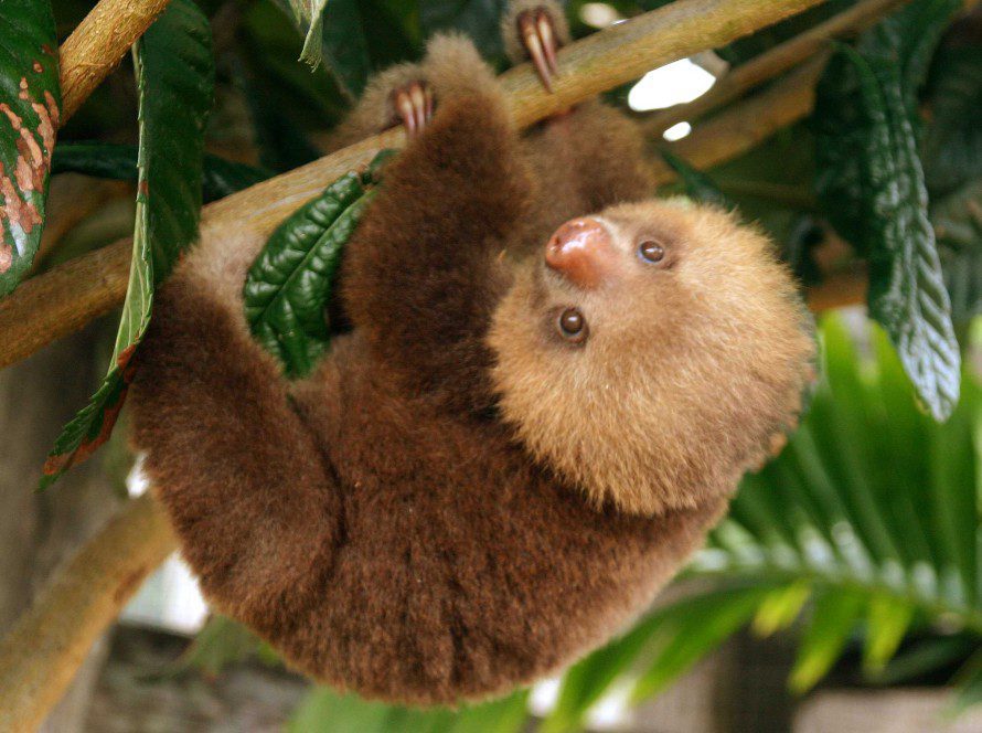 Baby Millie Toucan Rescue Ranch