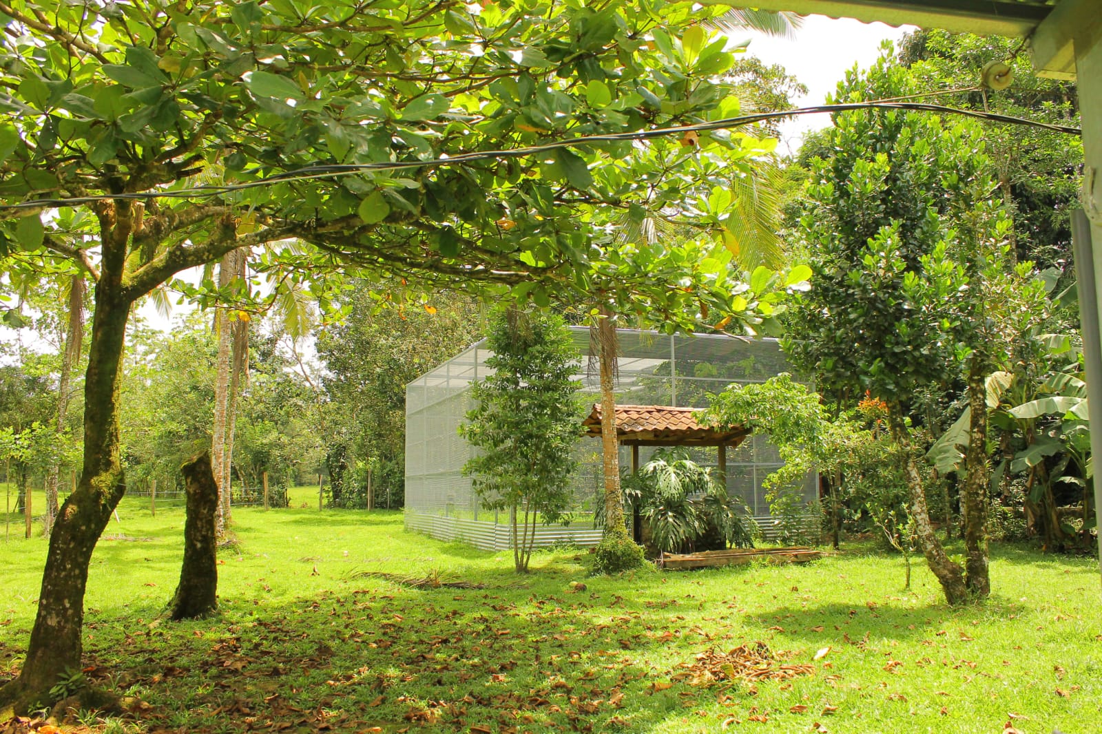 A Journey Through Time: The History of Toucan Rescue Ranch - Toucan ...