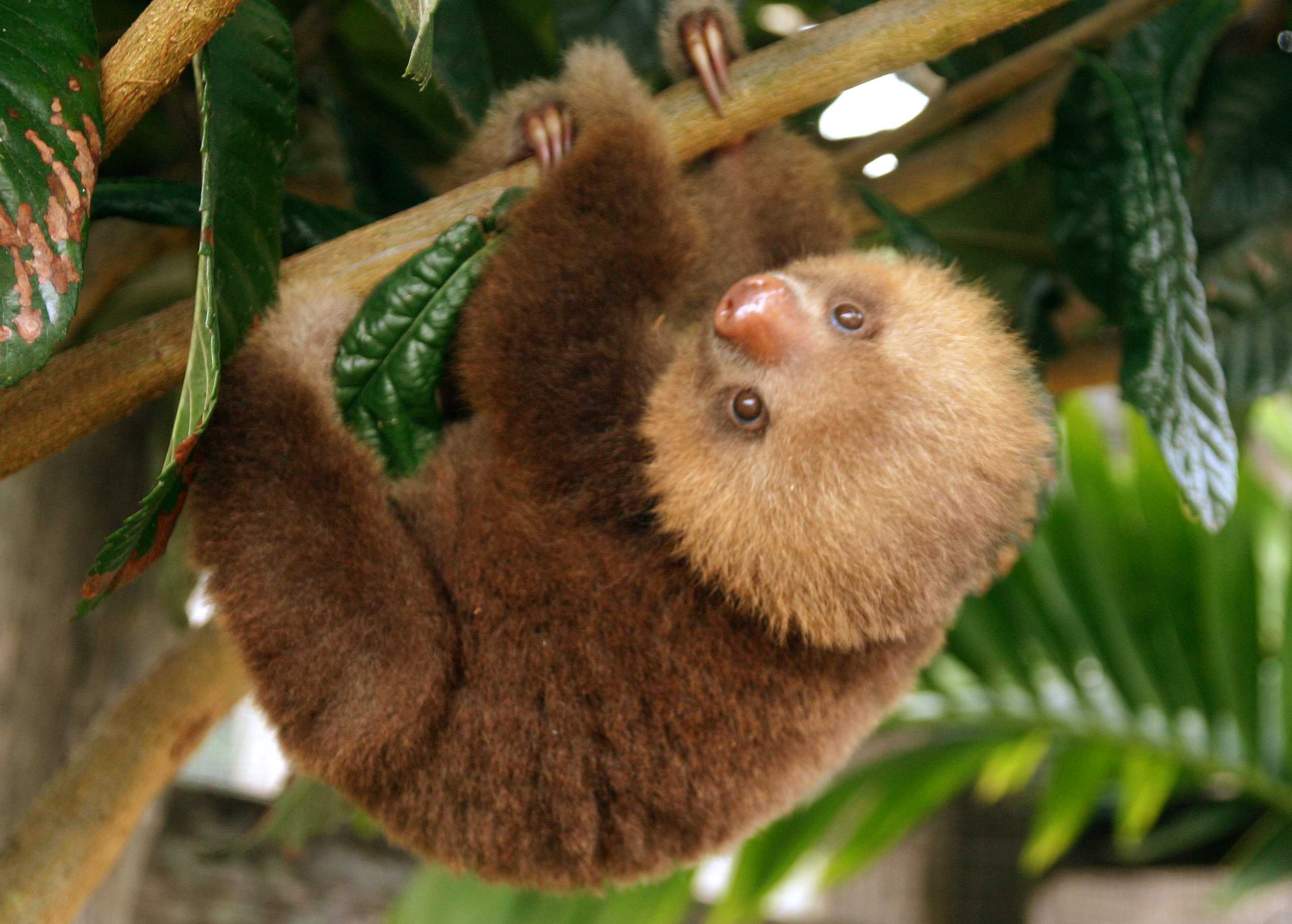 Baby Millie Toucan Rescue Ranch