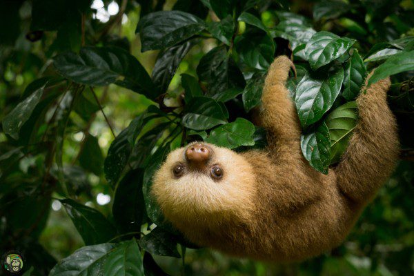 Symbolic Classic Adoption: Two-Fingered Sloth - Image 6