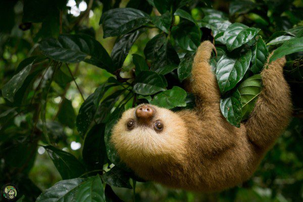 Symbolic Classic Adoption: Two-Fingered Sloth - Image 6
