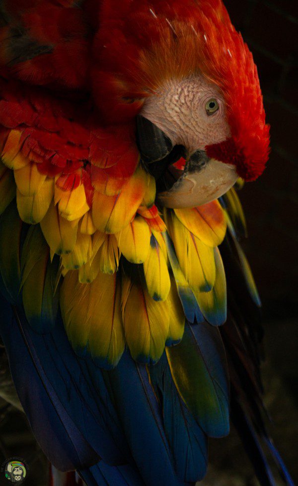 Symbolic Classic Adoption: Scarlet Macaw - Image 4