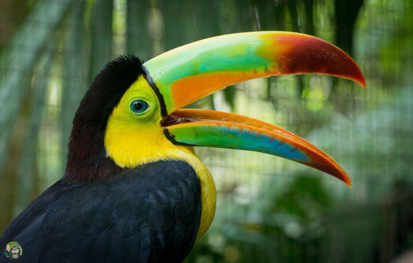 Symbolic Classic Adoption: Keel-Billed Toucan - Image 5