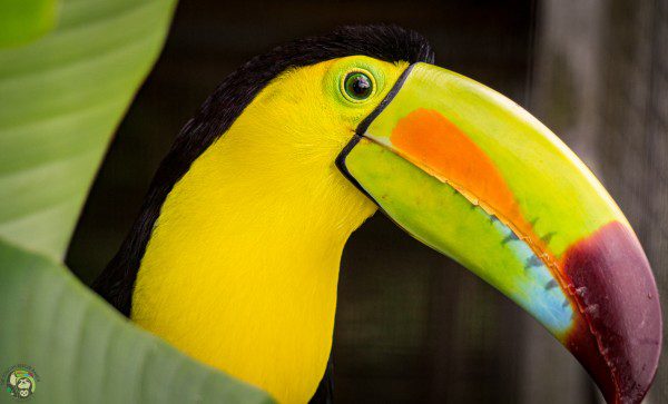 Symbolic Classic Adoption: Keel-Billed Toucan