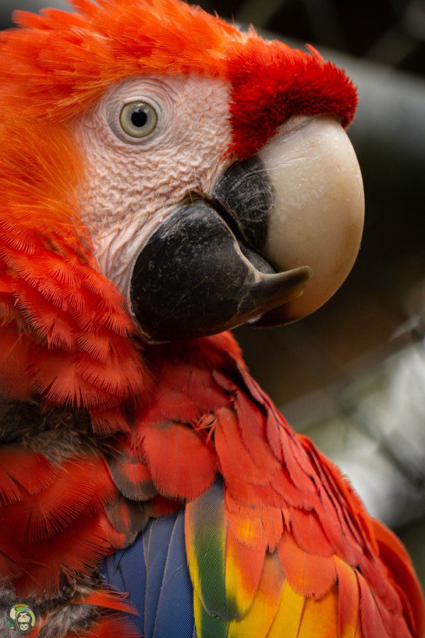 Symbolic Classic Adoption: Scarlet Macaw - Image 5