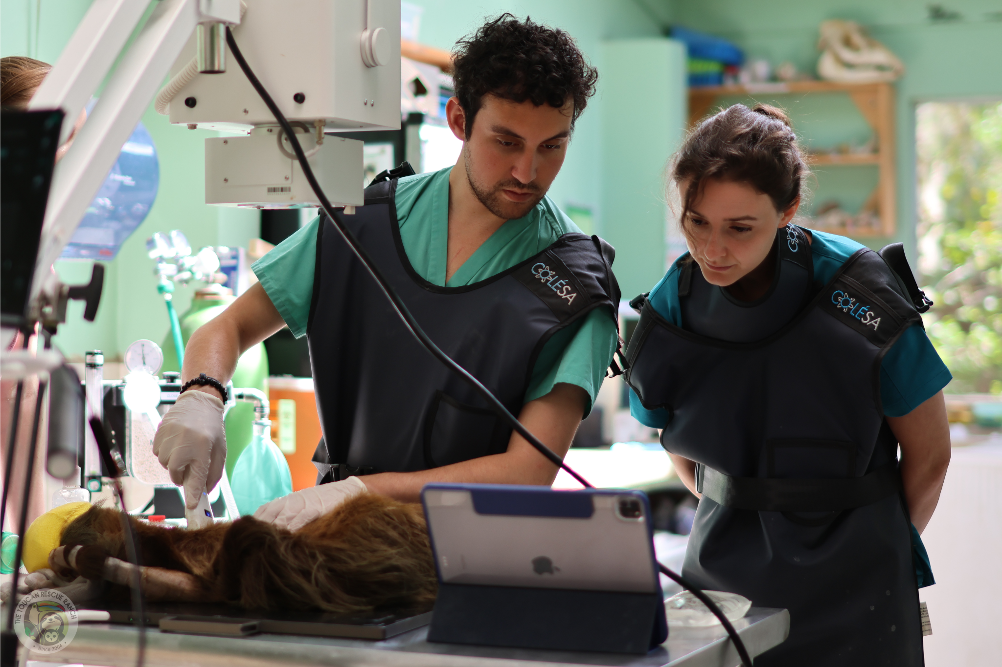 Wildlife Veterinary Internship