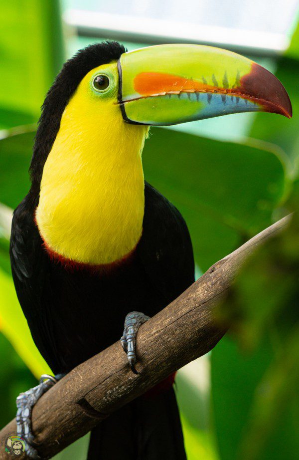 Symbolic Classic Adoption: Keel-Billed Toucan - Image 4