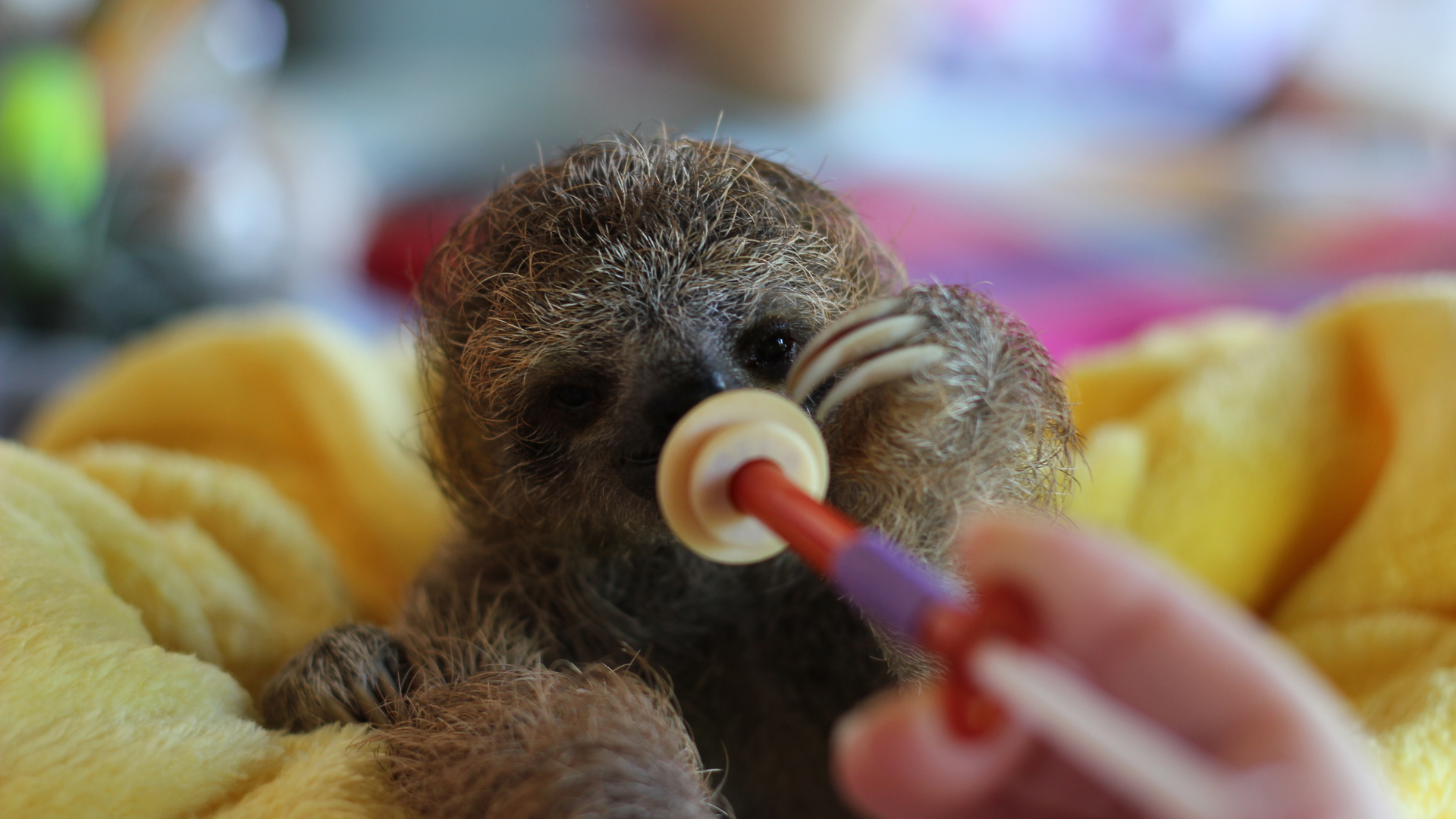 Sloth Rehabilitation Internship