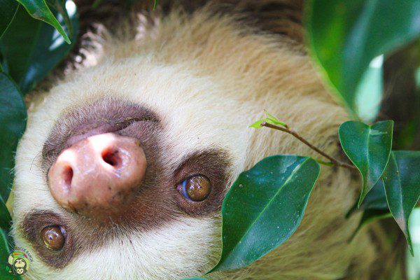 Symbolic Classic Adoption: Two-Fingered Sloth