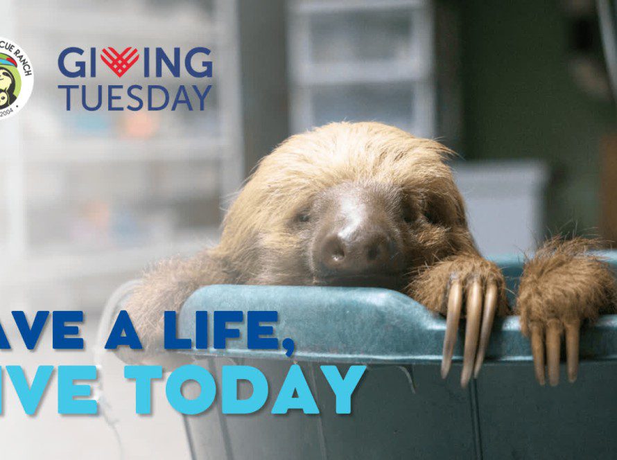 Giving Tuesday - Save a life, give today