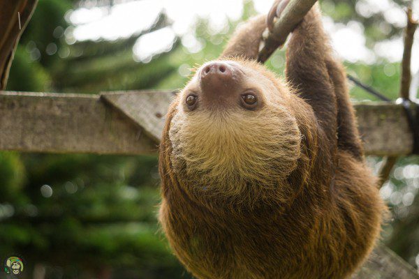 Symbolic Classic Adoption: Two-Fingered Sloth - Image 5