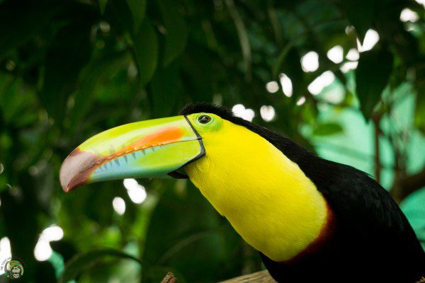 Symbolic Classic Adoption: Keel-Billed Toucan - Image 3