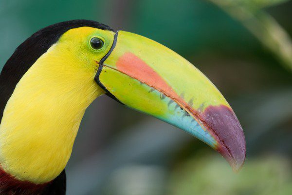 Symbolic Classic Adoption: Keel-Billed Toucan - Image 2