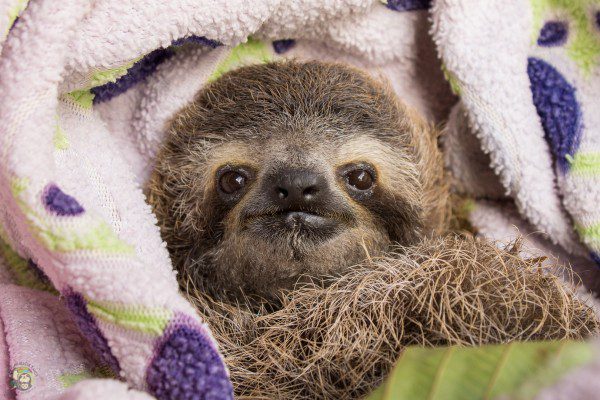 Symbolic Classic Adoption: Three-Fingered Sloth