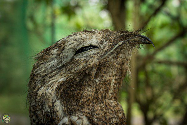 Symbolic Classic Adoption: Great Potoo