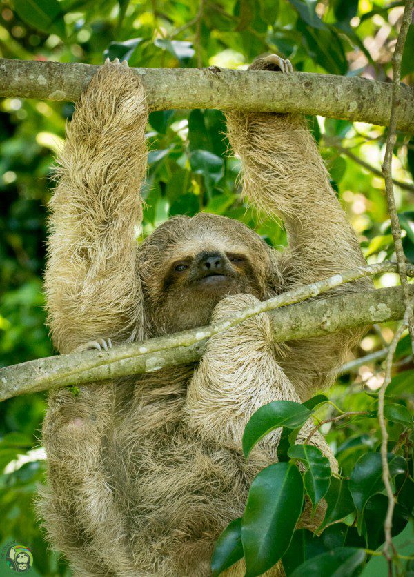 Symbolic Classic Adoption: Three-Fingered Sloth - Image 5