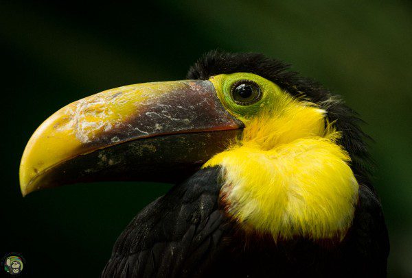 Symbolic Classic Adoption: Chestnut-Mandibled Toucan