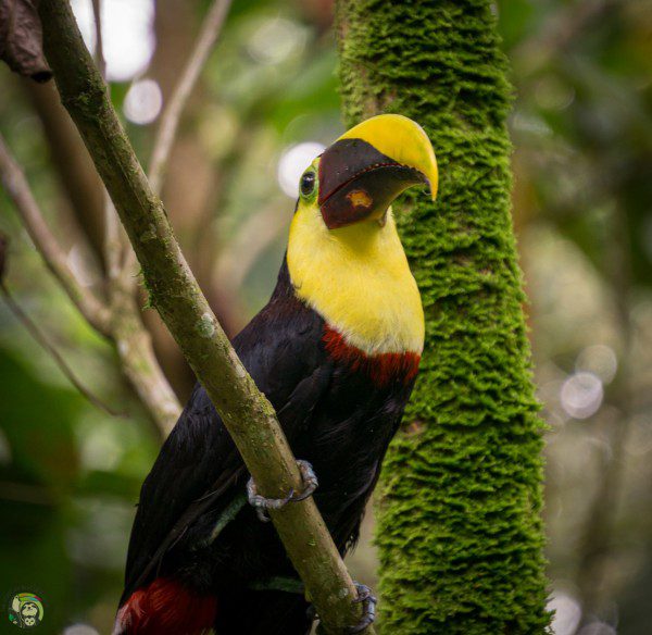 Symbolic Classic Adoption: Chestnut-Mandibled Toucan - Image 5