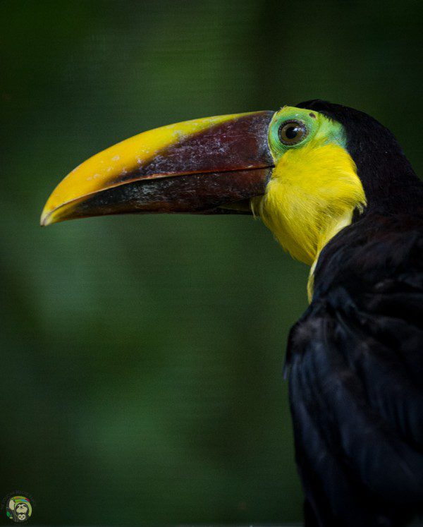 Symbolic Classic Adoption: Chestnut-Mandibled Toucan - Image 4