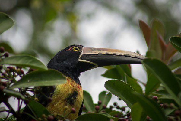 Symbolic Classic Adoption: Collared Aracari