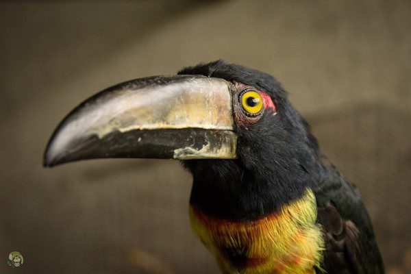 Symbolic Classic Adoption: Collared Aracari - Image 2