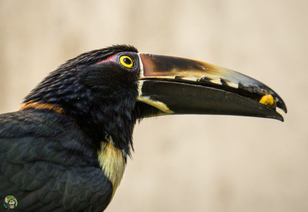 Symbolic Classic Adoption: Collared Aracari - Image 3