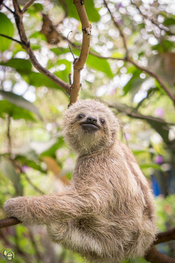 Symbolic Classic Adoption: Three-Fingered Sloth - Image 3