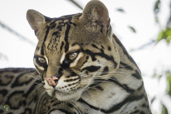 Symbolic Classic Adoption: Ocelot - Image 7