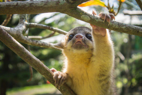 Symbolic Classic Adoption: Kinkajou