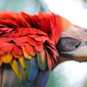 Symbolic Classic Adoption: Scarlet Macaw