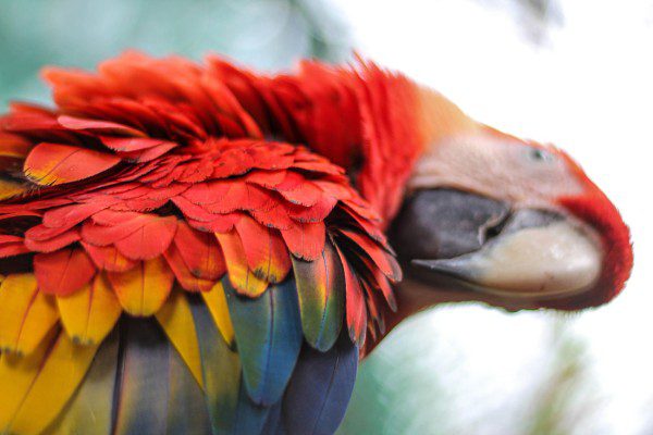 Symbolic Classic Adoption: Scarlet Macaw