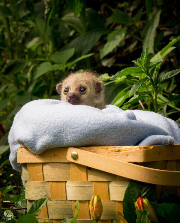 Symbolic Classic Adoption: Kinkajou - Image 2