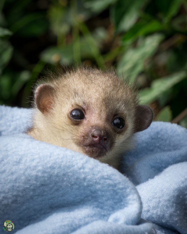 Symbolic Classic Adoption: Kinkajou - Image 4