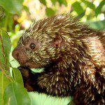 Symbolic Classic Adoption: Mexican Hairy Porcupine
