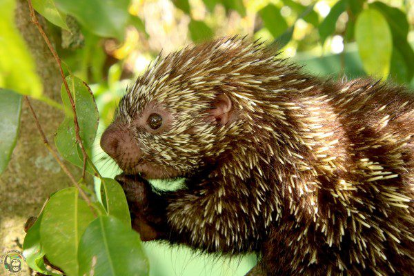 Symbolic Classic Adoption: Mexican Hairy Porcupine