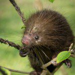 Symbolic Classic Adoption: Mexican Hairy Porcupine - Image 2