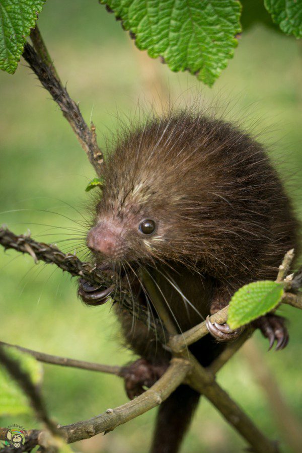 Symbolic Classic Adoption: Mexican Hairy Porcupine - Image 2