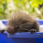 Symbolic Classic Adoption: Mexican Hairy Porcupine - Image 4