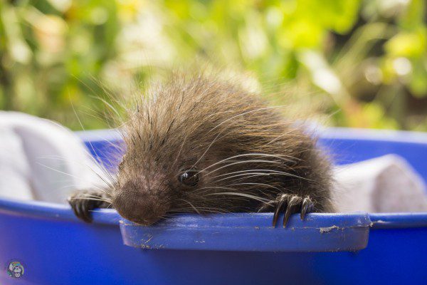 Symbolic Classic Adoption: Mexican Hairy Porcupine - Image 4