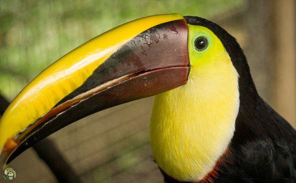 Symbolic Classic Adoption: Chestnut-Mandibled Toucan - Image 2