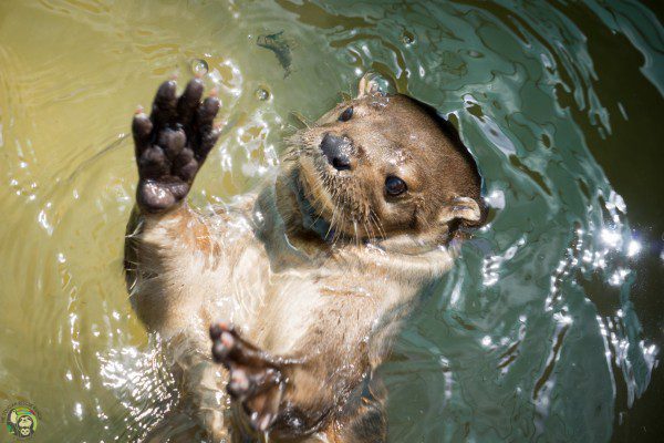 Symbolic Classic Adoption: Neotropical River Otter - Image 4