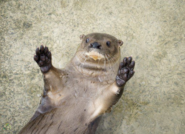 Symbolic Classic Adoption: Neotropical River Otter - Image 2