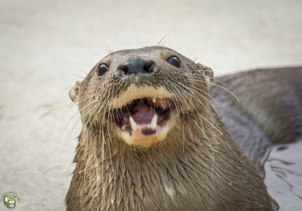 Symbolic Classic Adoption: Neotropical River Otter