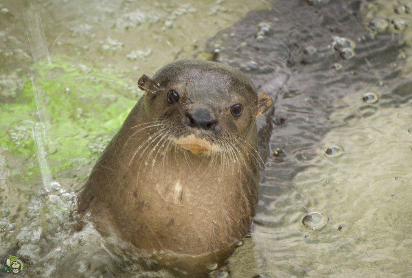 Symbolic Classic Adoption: Neotropical River Otter - Image 5