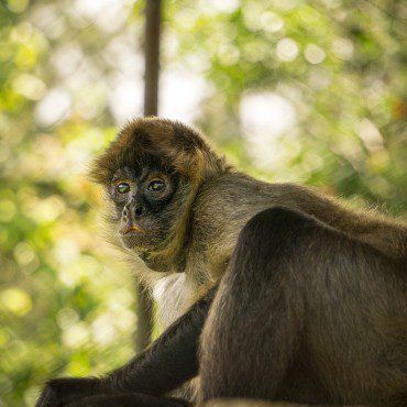 Symbolic Classic Adoption: Spider Monkey