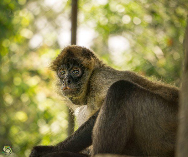 Symbolic Classic Adoption: Spider Monkey