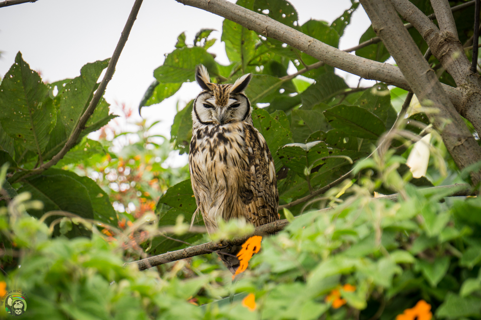Raptors: Masters of the Sky
