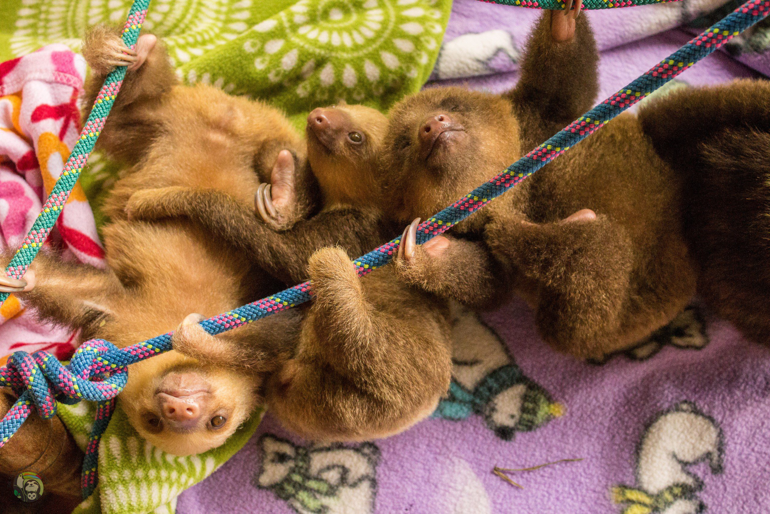 Saving Sloths Together: A Virtual Classroom of Sloth Conservation