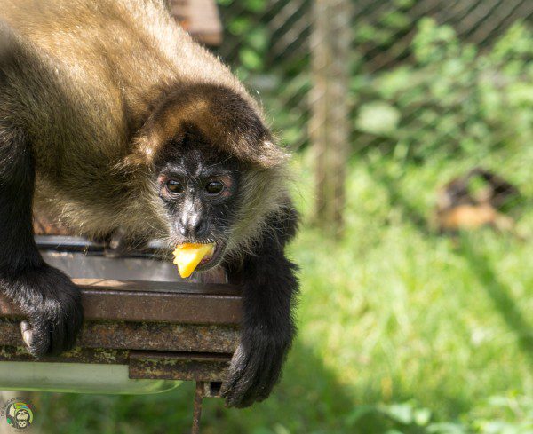 Symbolic Classic Adoption: Spider Monkey - Image 4